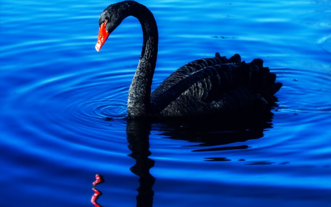 Black Swan Phenomenon