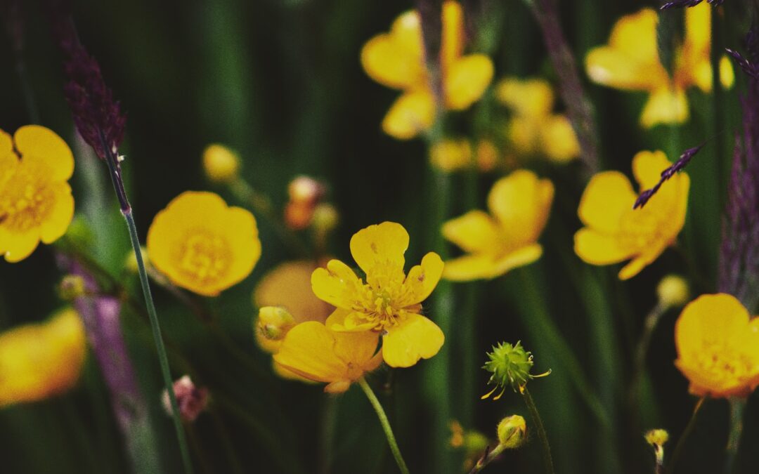 Buttercups for Their Boss