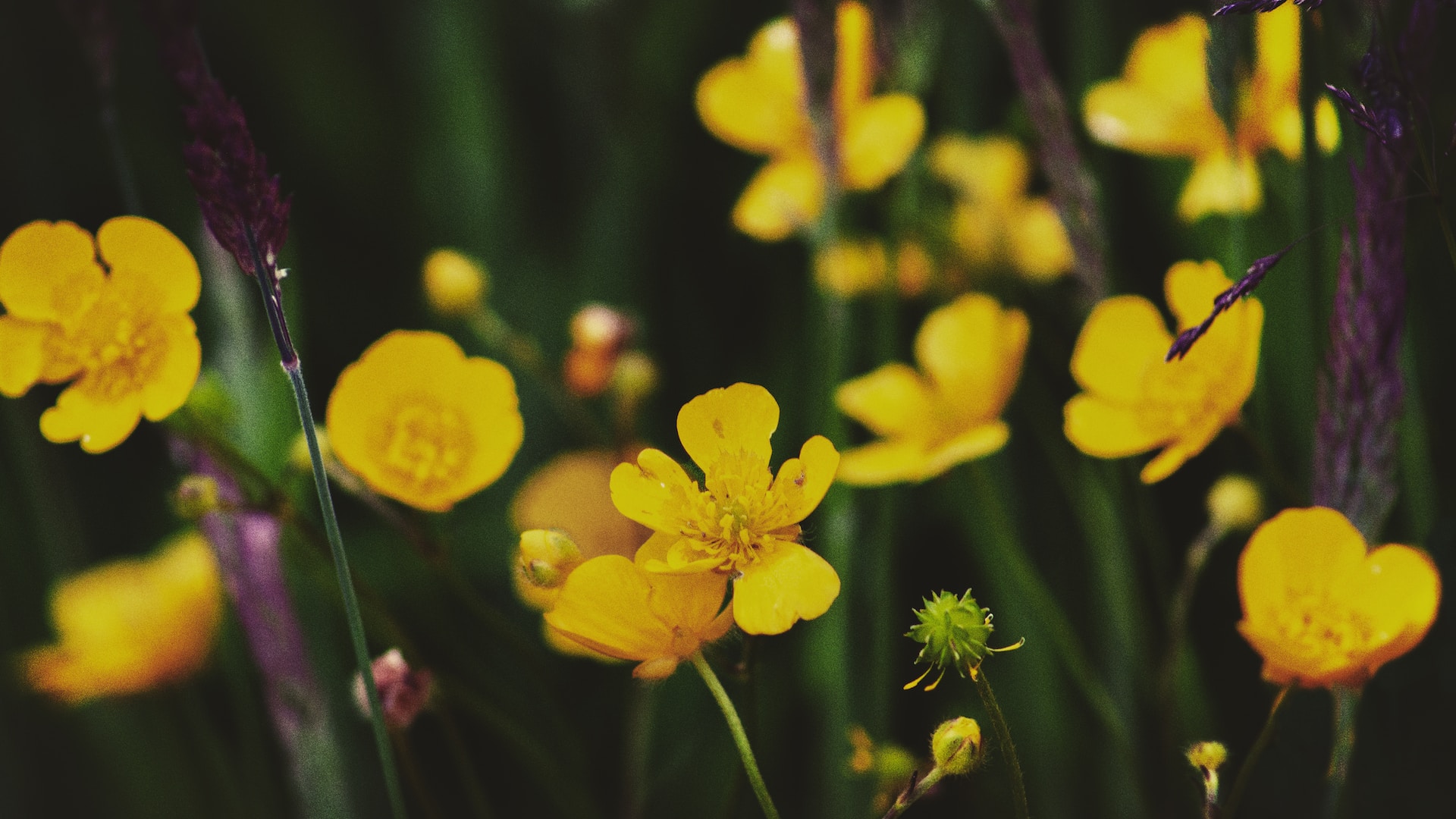 buttercups-for-their-boss-aseem-gupta