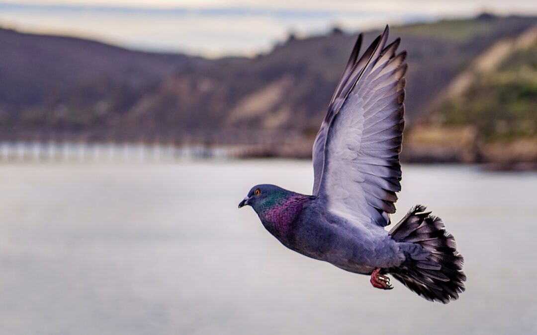 Carrier Pigeon Kudos