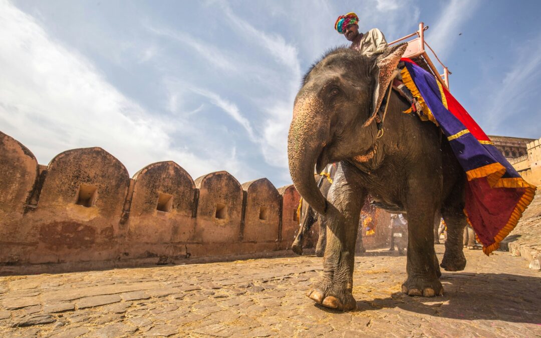 Indian War Elephants