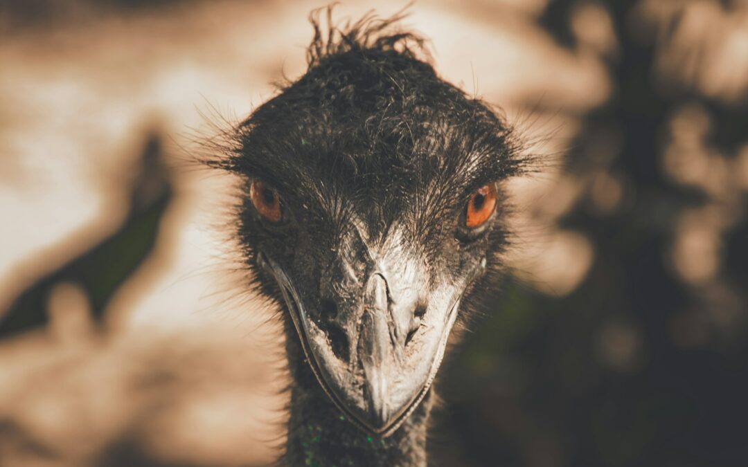 emu war