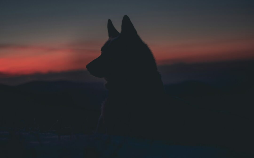 Lone Wolf