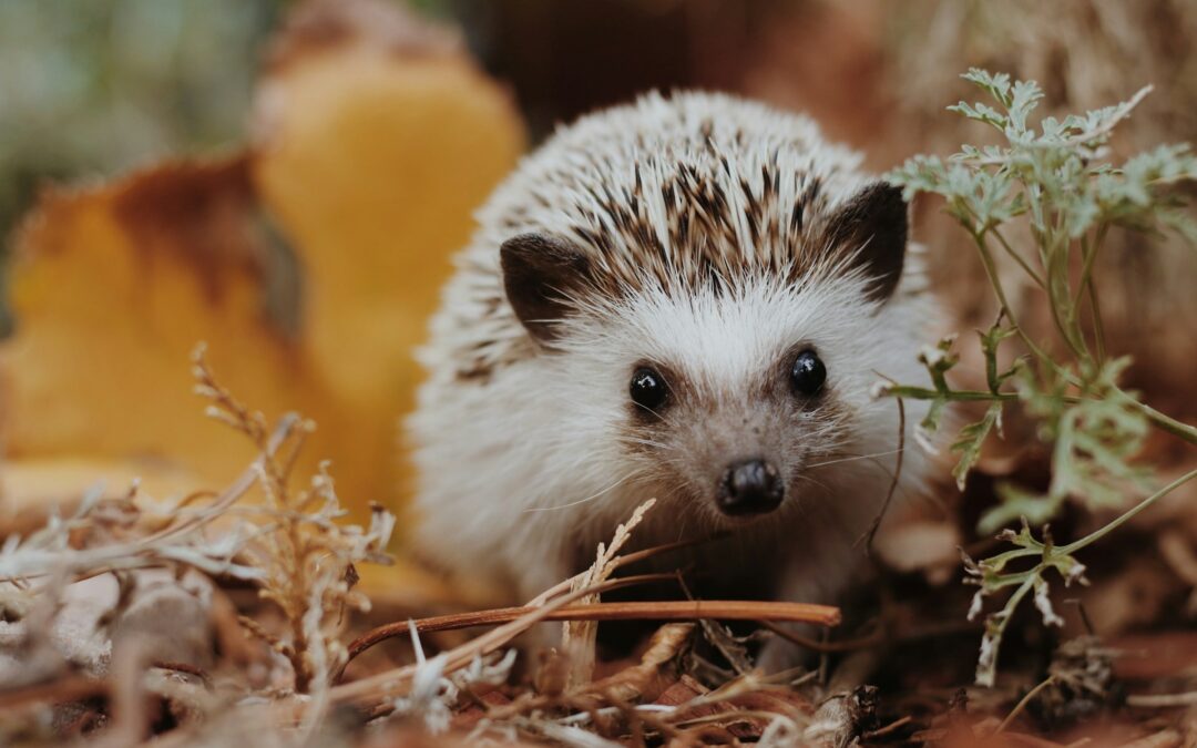 Hedgehog’s Dilemma