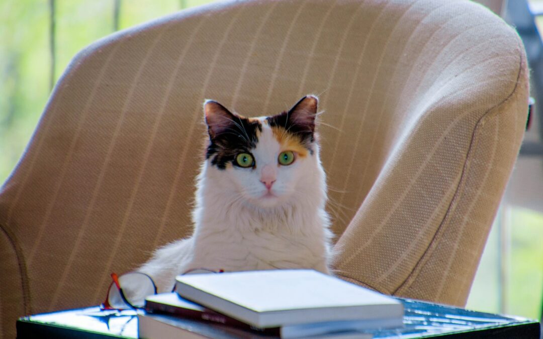 Why Nobody Can Read Anymore